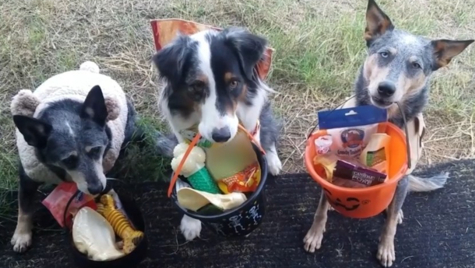 Capture.PNGworldsfunniestanimalshalloween2