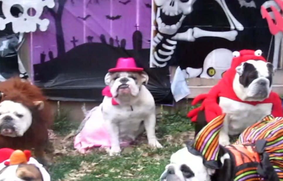 Capture.PNGworldsfunniestanimalshalloween3